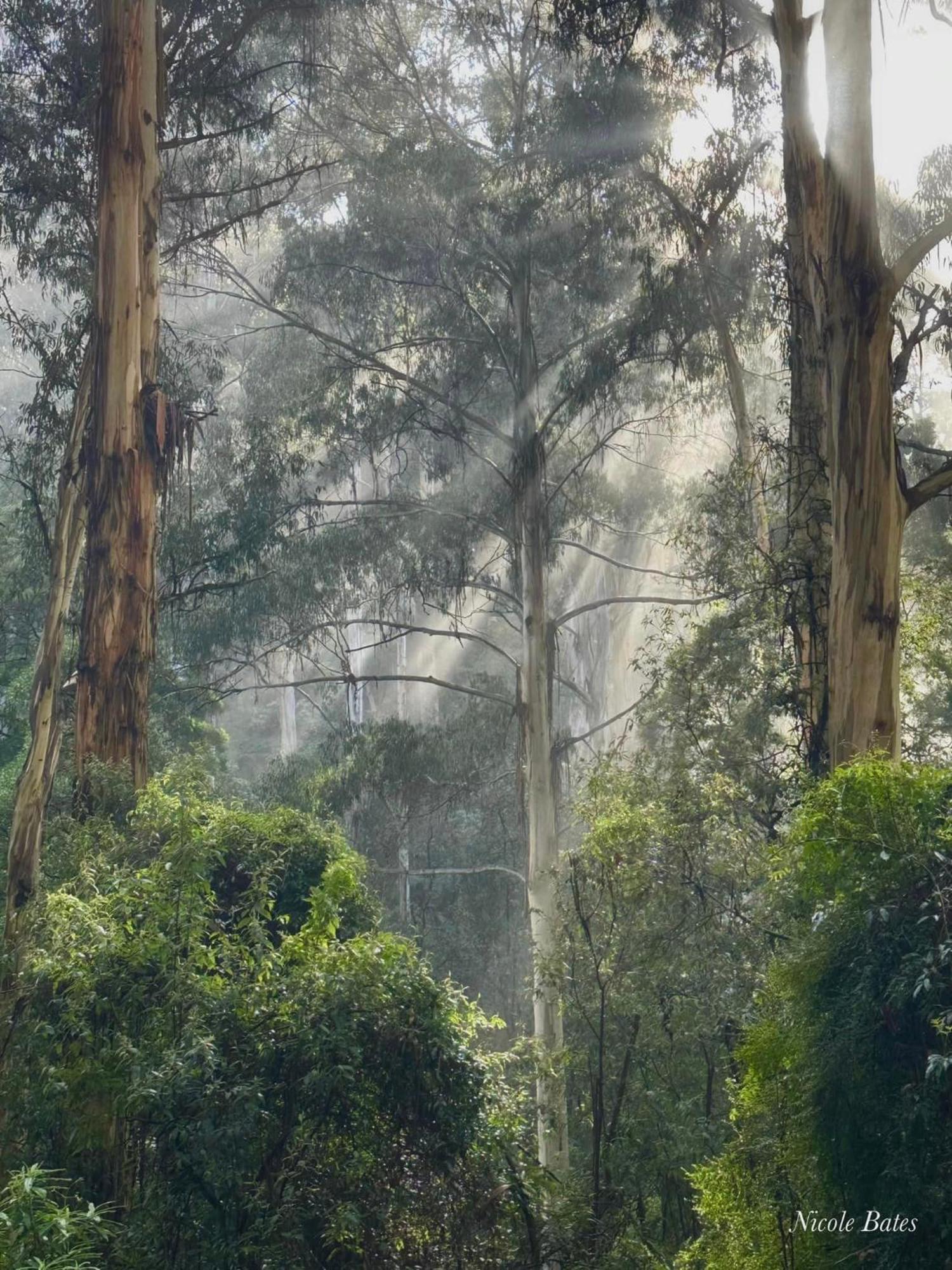 Sassafras Treehouse Private Home In The Dandenong Ranges, Victoria Zewnętrze zdjęcie